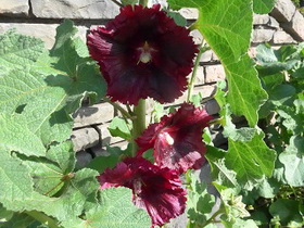 Madeira_Funchal Blumen